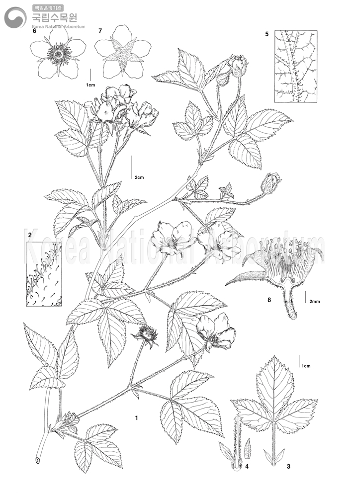 Plant Illustration Detailed View