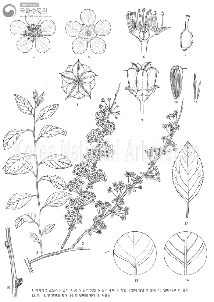 Plant Illustration Detailed View