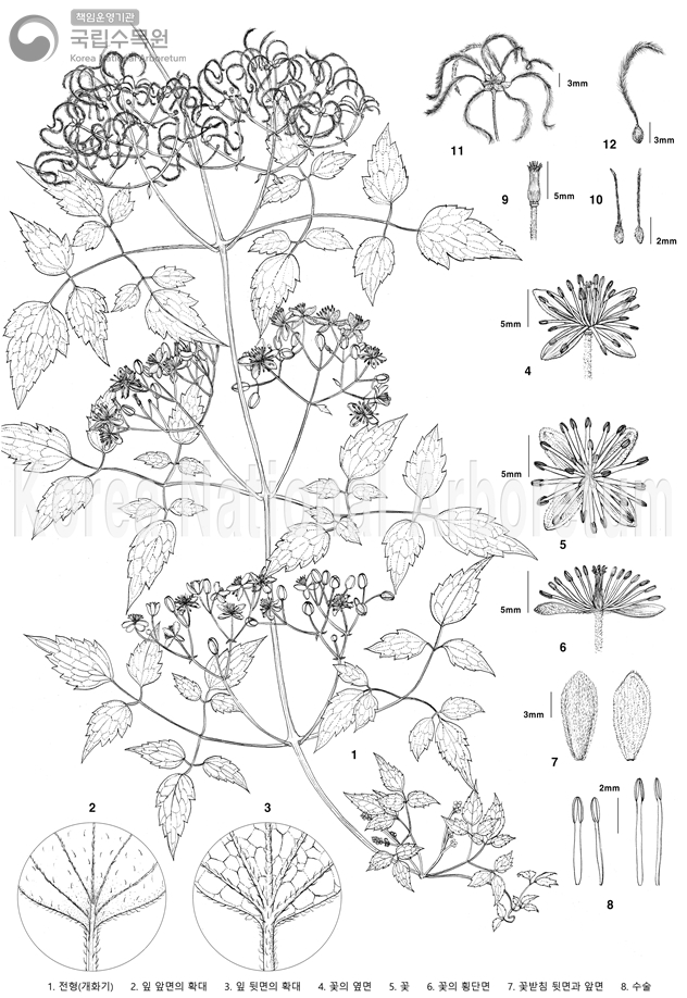 Plant Illustration Detailed View