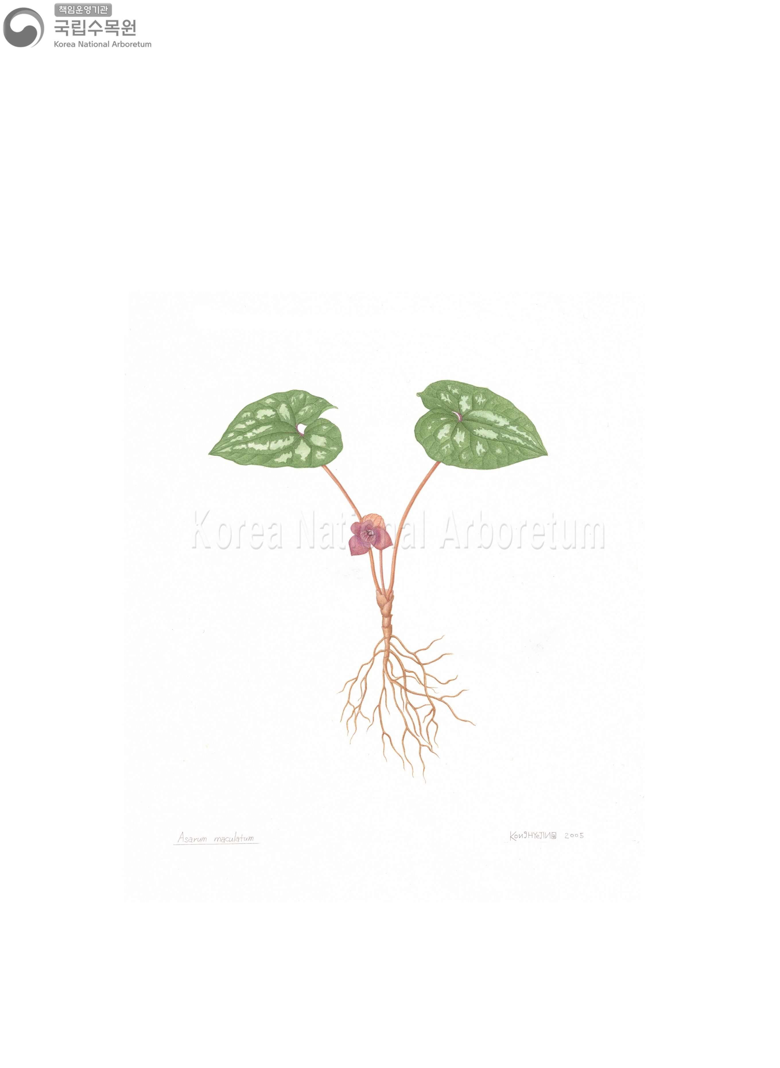 Plant Illustration Detailed View