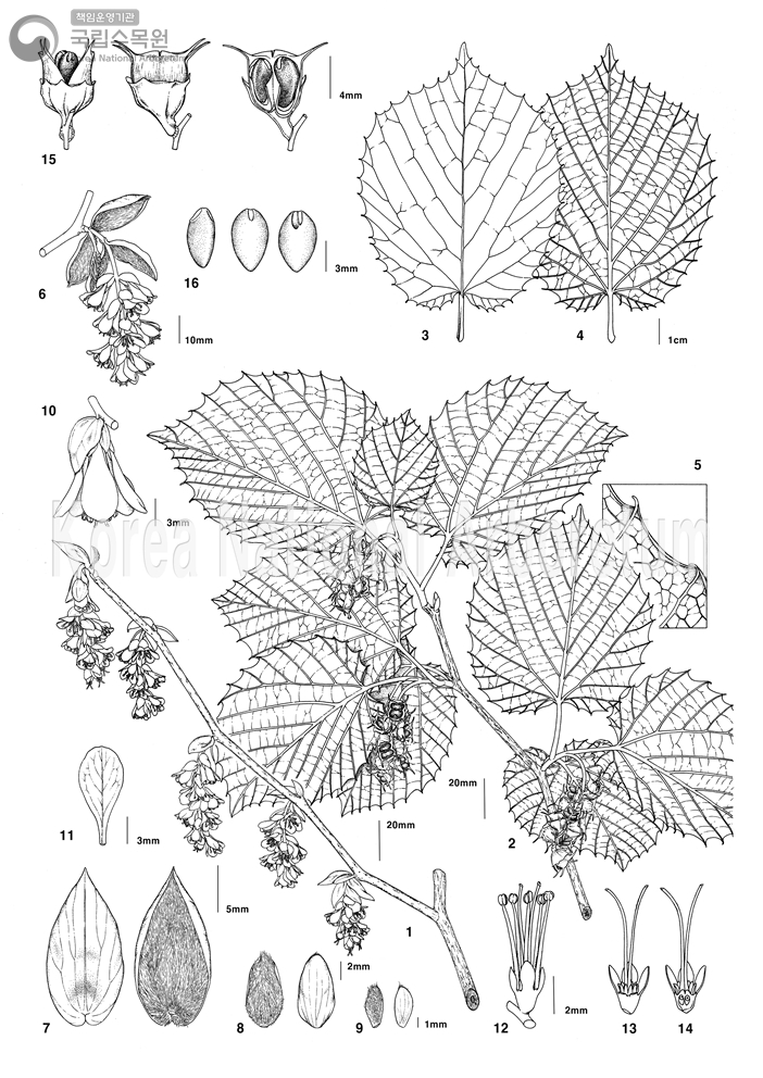 Plant Illustration Detailed View