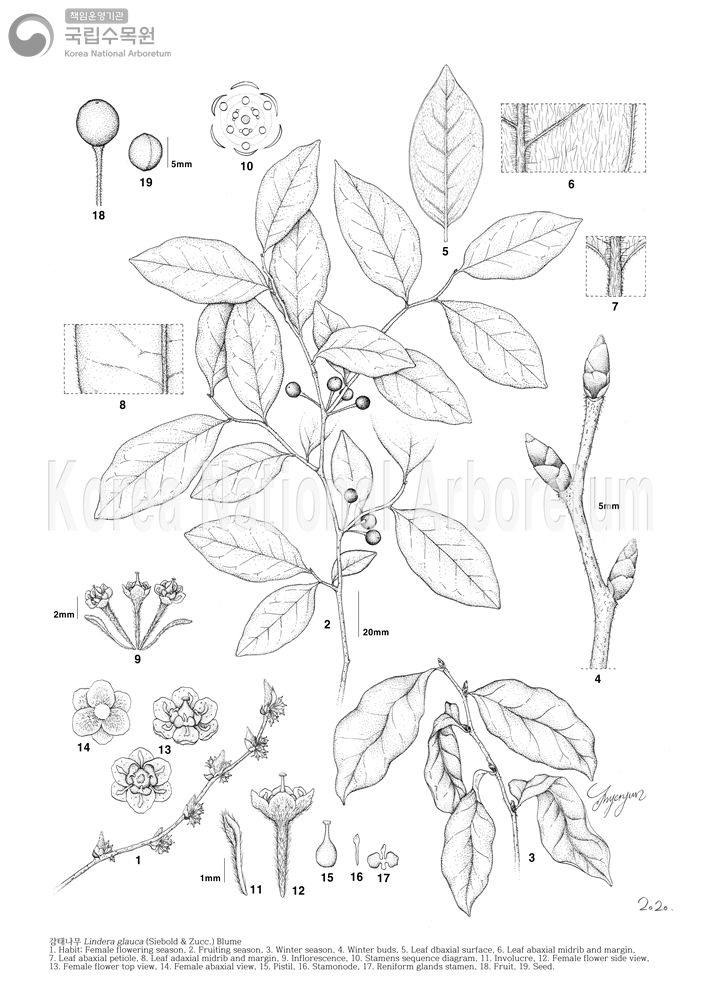 Plant Illustration Detailed View