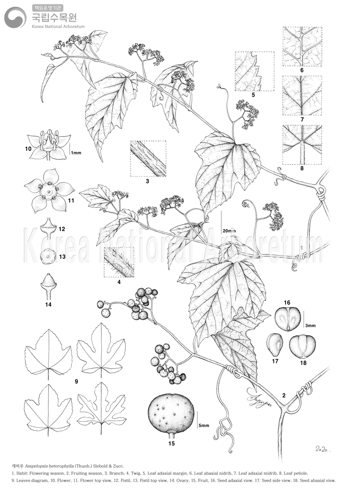 Plant Illustration Detailed View