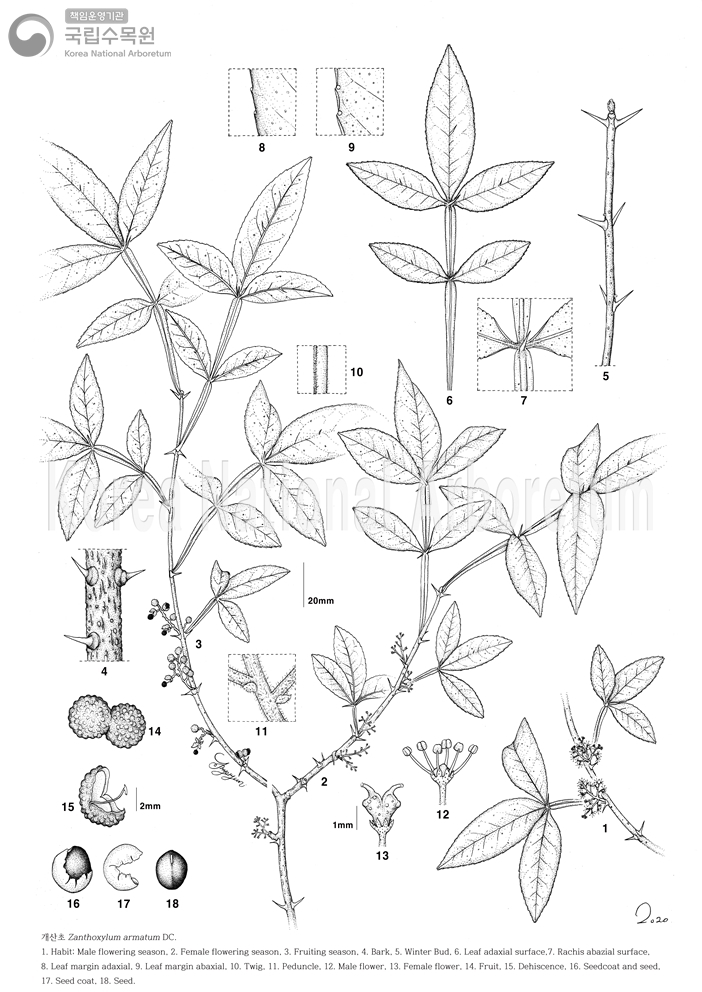 Plant Illustration Detailed View