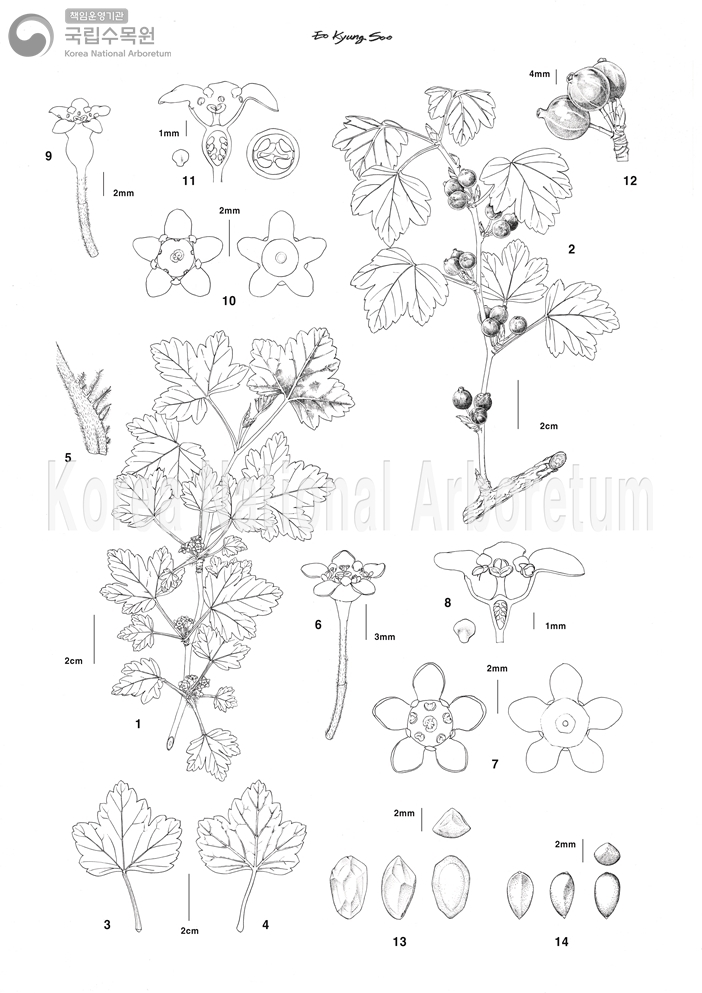 Plant Illustration Detailed View