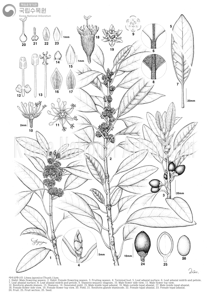 Plant Illustration Detailed View