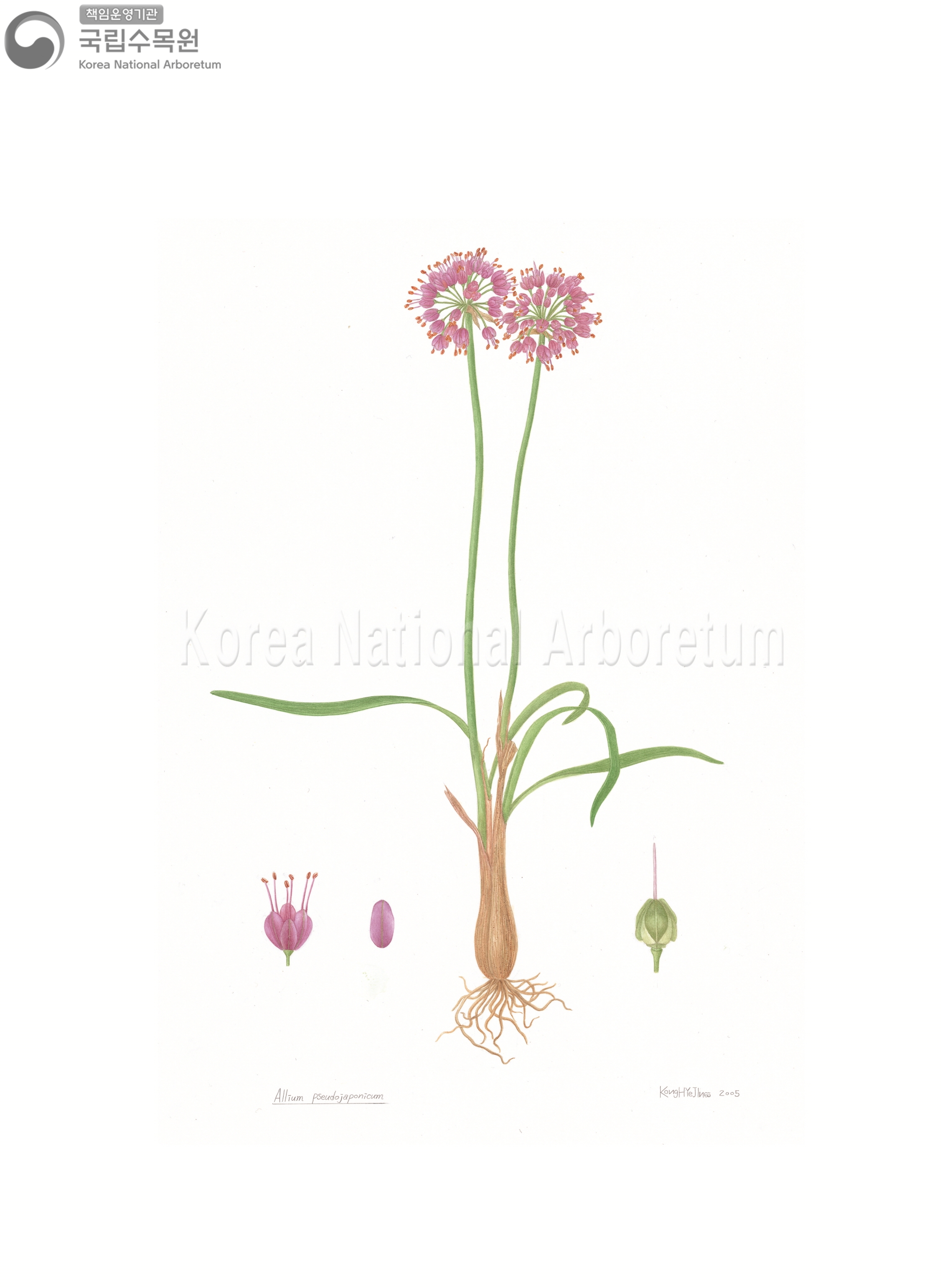 Plant Illustration Detailed View