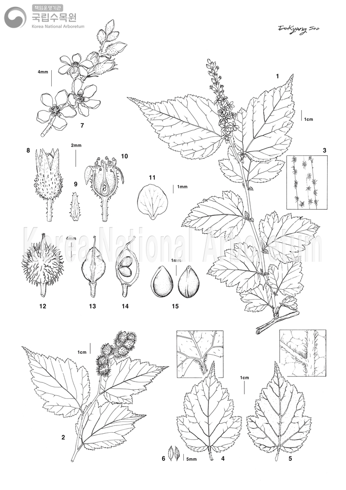 Plant Illustration Detailed View