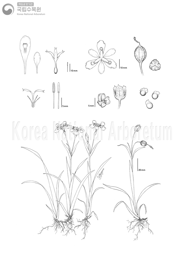 Plant Illustration Detailed View