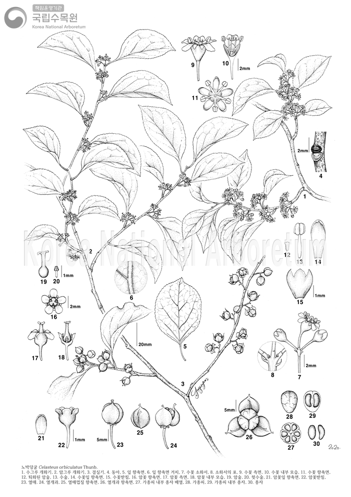 Plant Illustration Detailed View