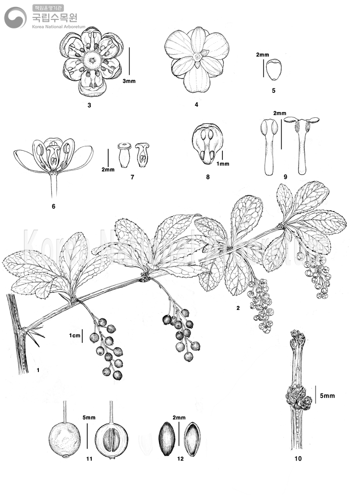 Plant Illustration Detailed View