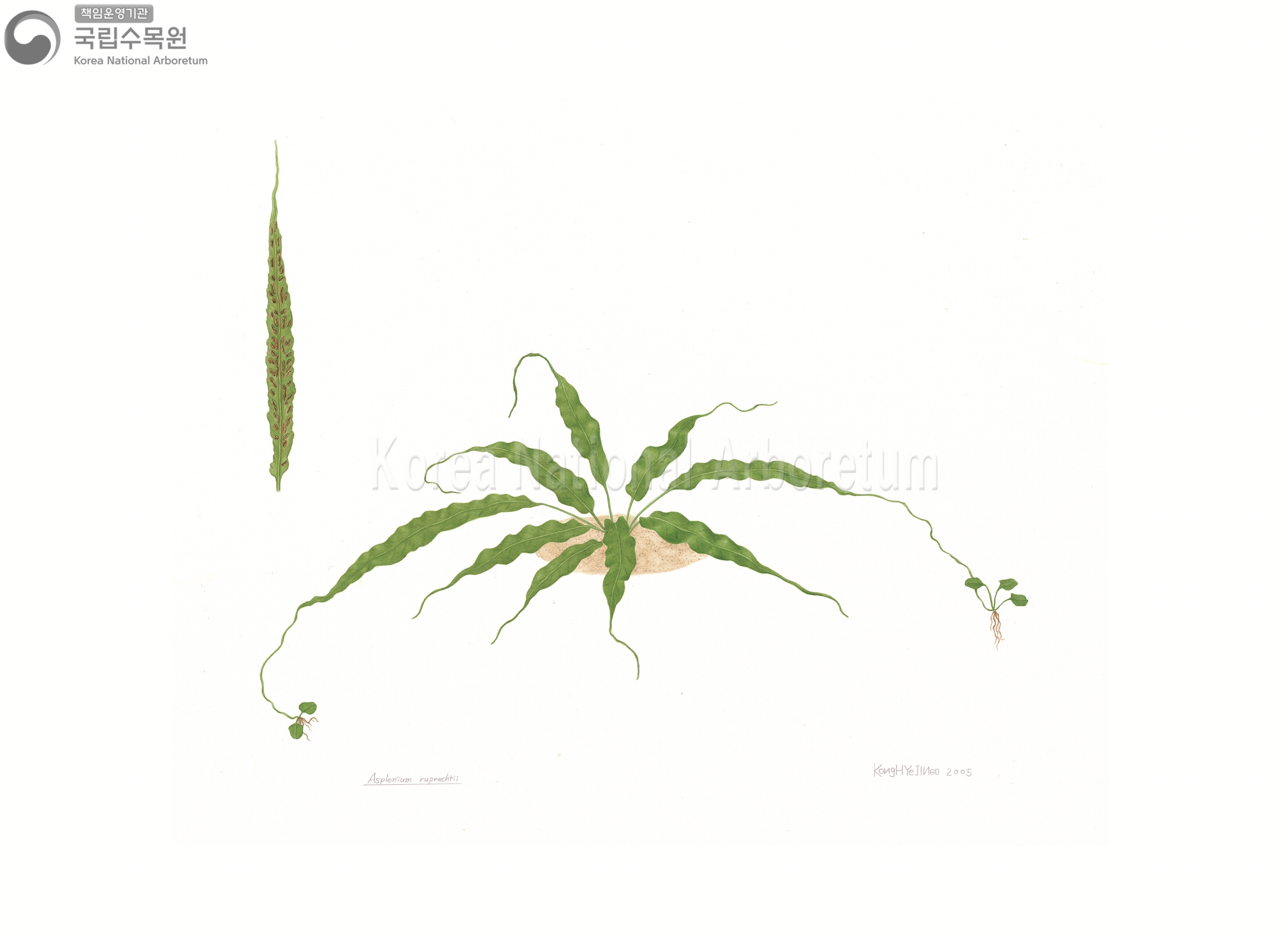 Plant Illustration Detailed View