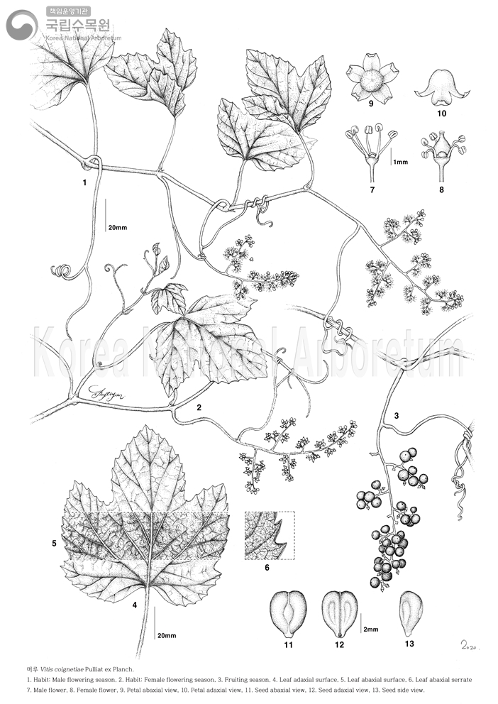 Plant Illustration Detailed View