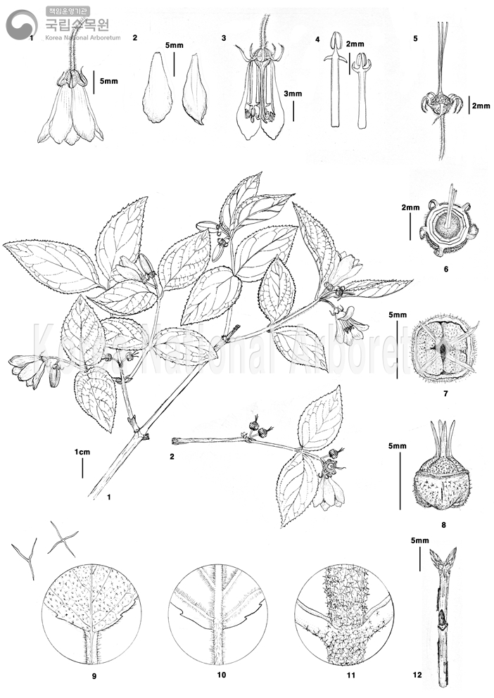 Plant Illustration Detailed View