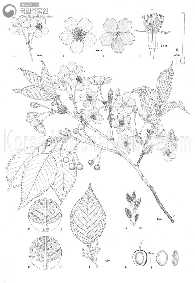 Plant Illustration Detailed View