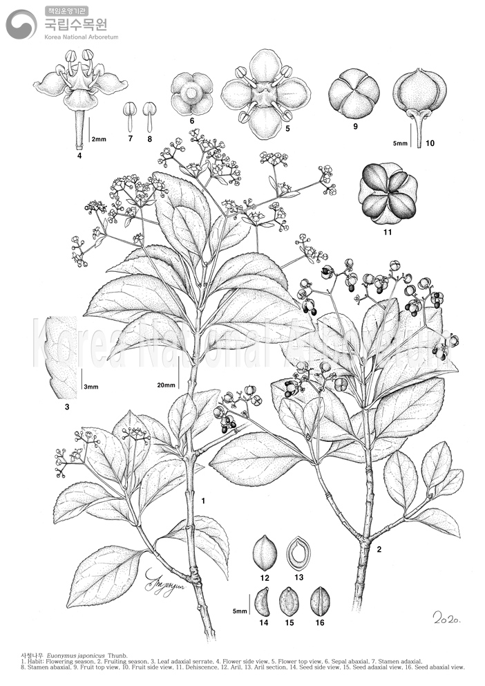 Plant Illustration Detailed View