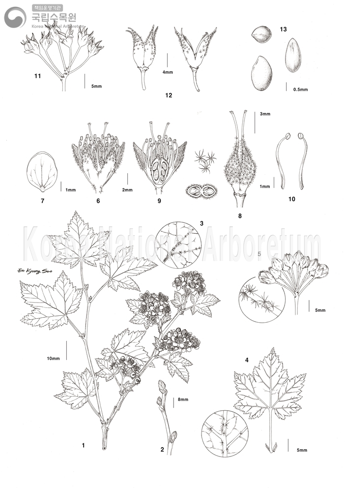 Plant Illustration Detailed View