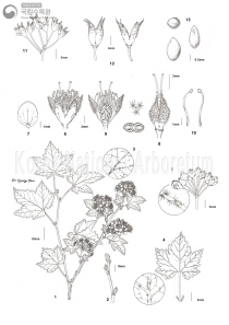 산국수나무 세밀화이미지