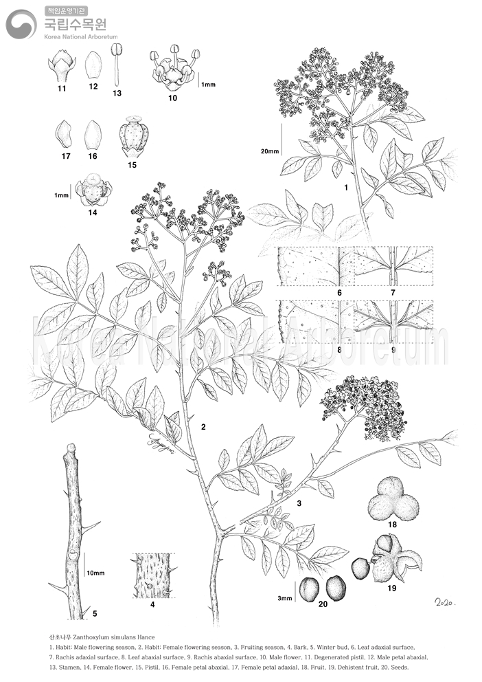 Plant Illustration Detailed View