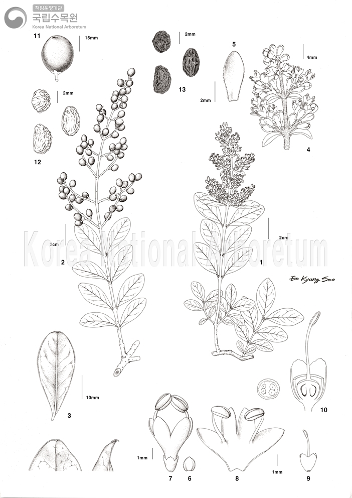 Plant Illustration Detailed View