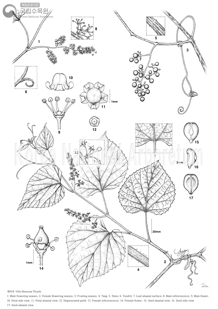 Plant Illustration Detailed View