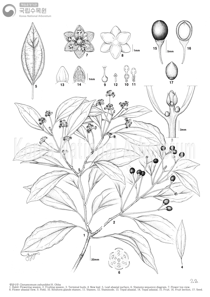 Plant Illustration Detailed View