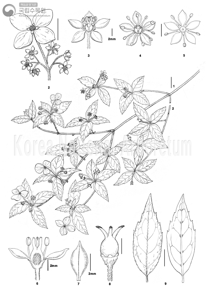 Plant Illustration Detailed View