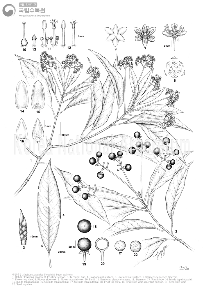 Plant Illustration Detailed View