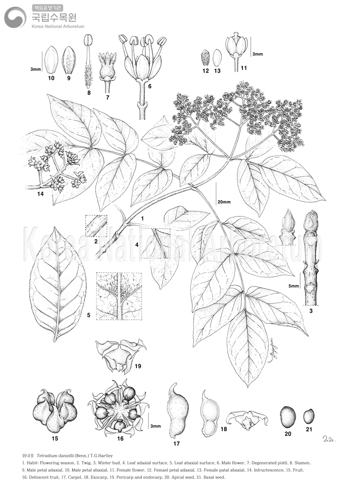 Plant Illustration Detailed View