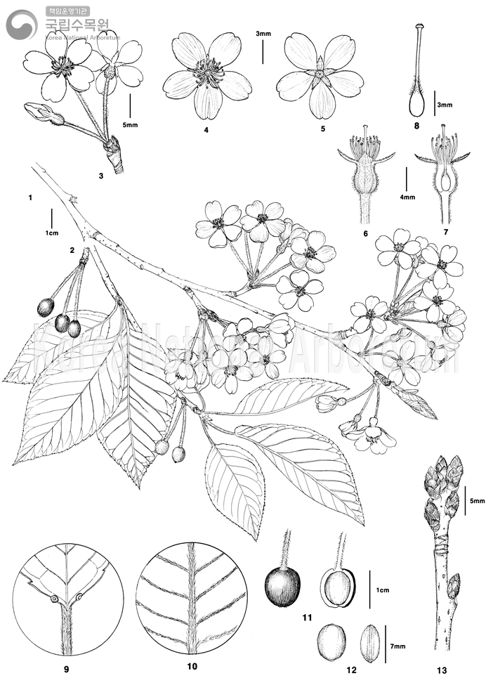 Plant Illustration Detailed View