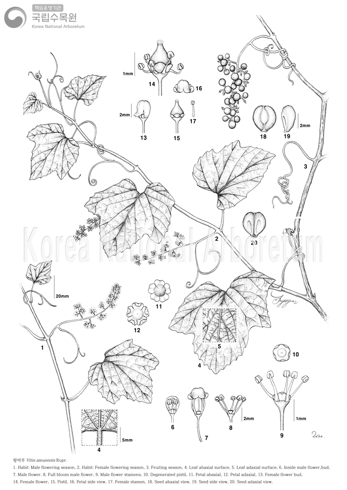 Plant Illustration Detailed View