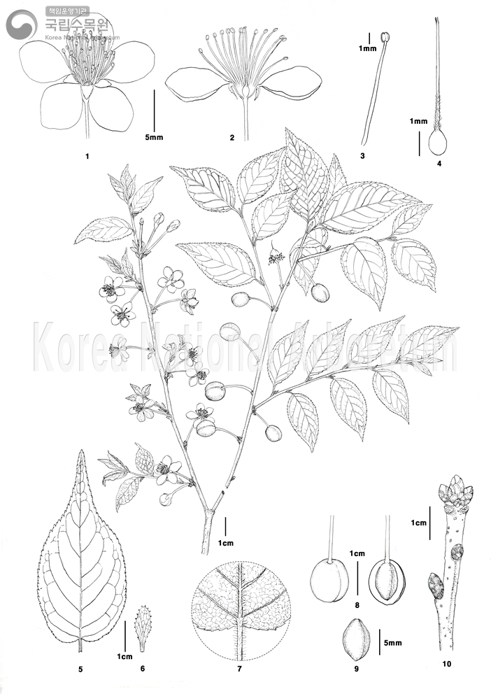 Plant Illustration Detailed View