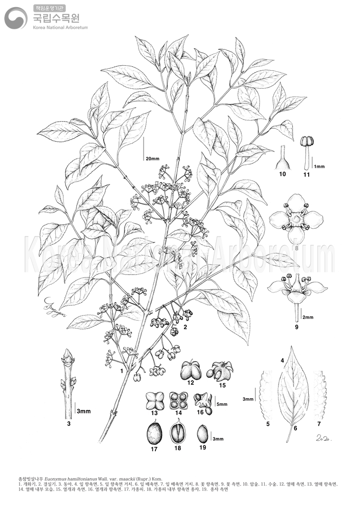 Plant Illustration Detailed View