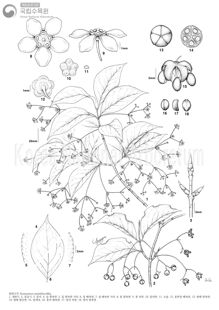 Plant Illustration Detailed View