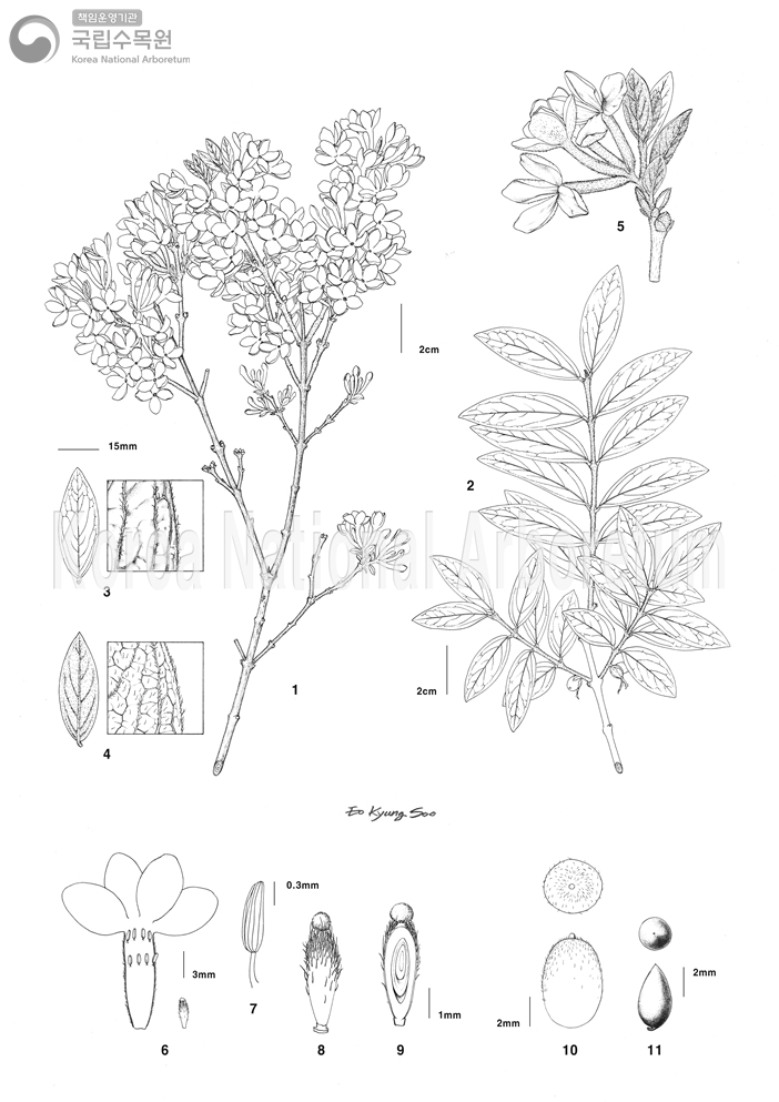 Plant Illustration Detailed View