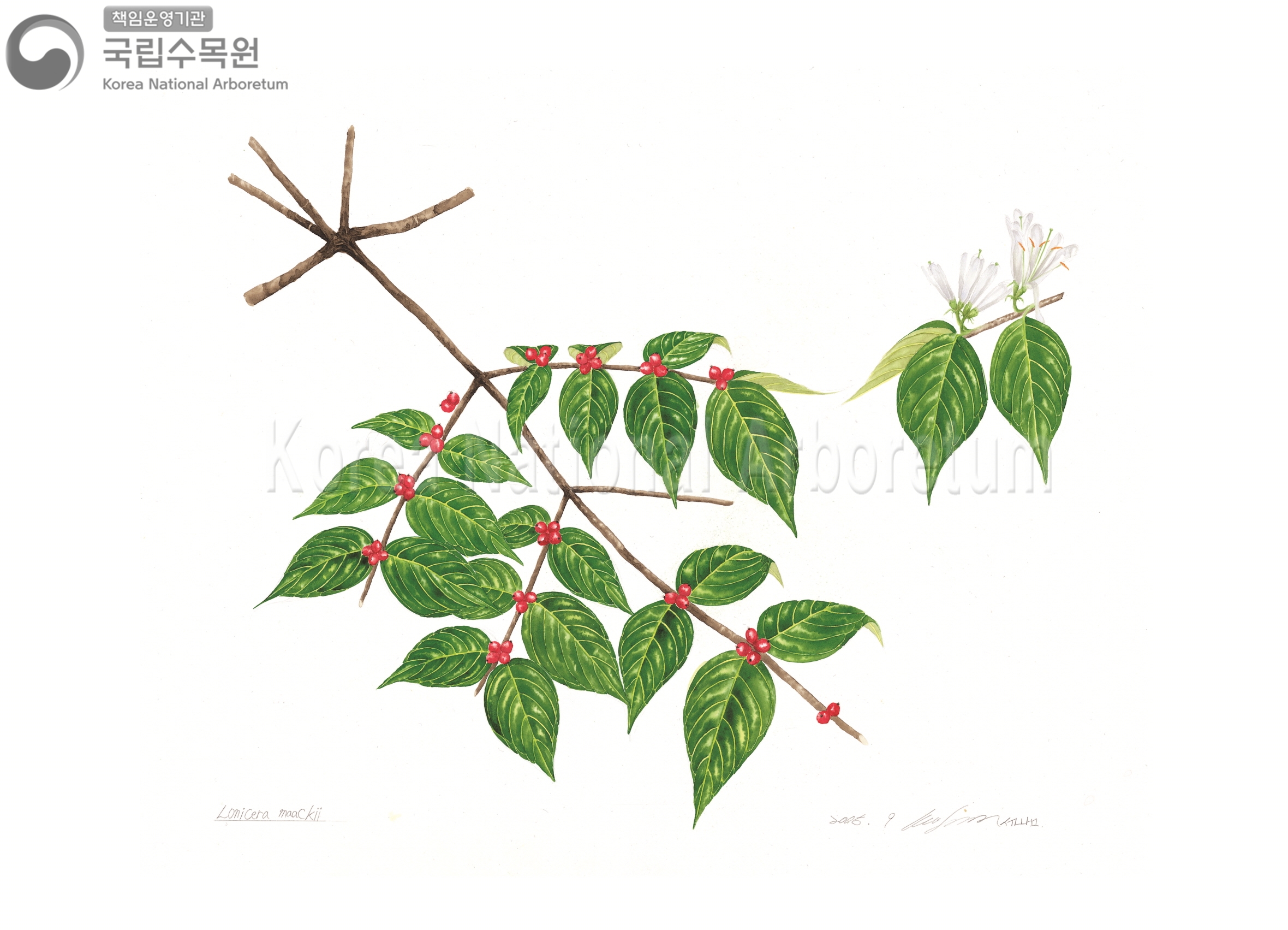 Plant Illustration Detailed View