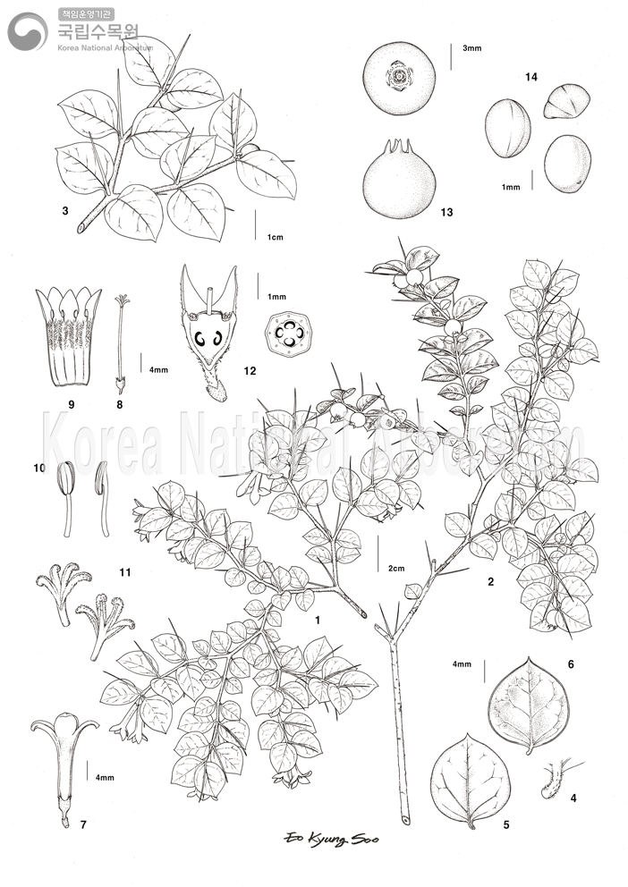 Plant Illustration Detailed View