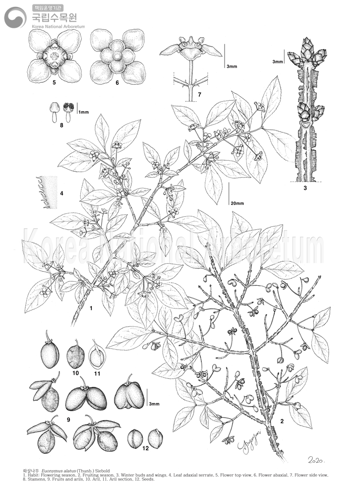 Plant Illustration Detailed View