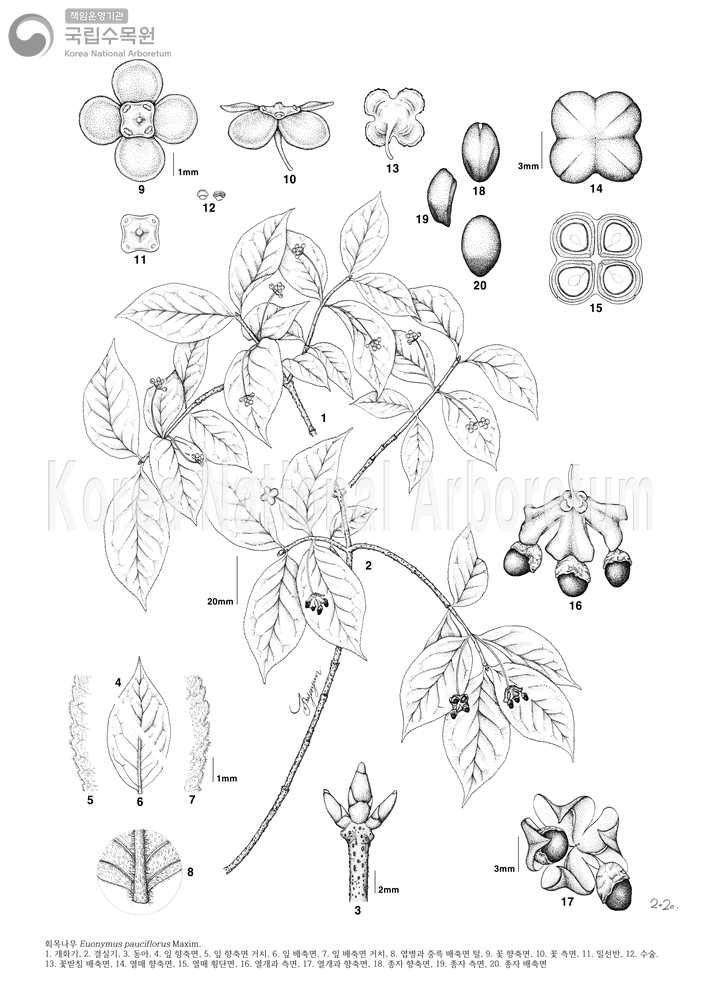 Plant Illustration Detailed View