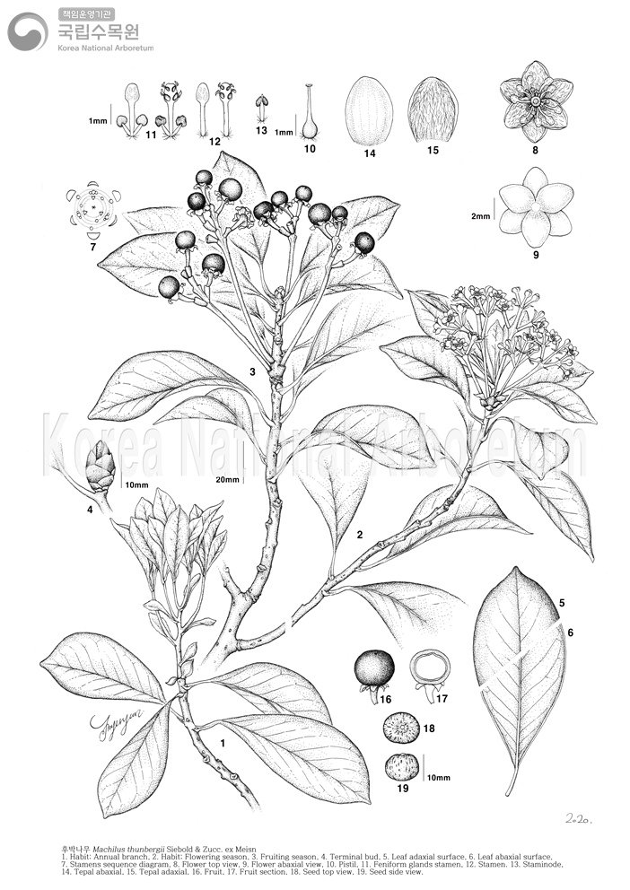 Plant Illustration Detailed View