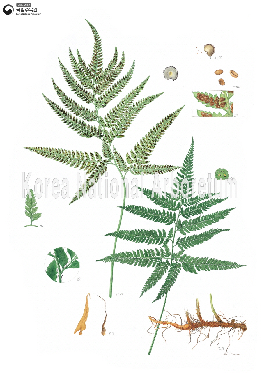 Plant Illustration Detailed View