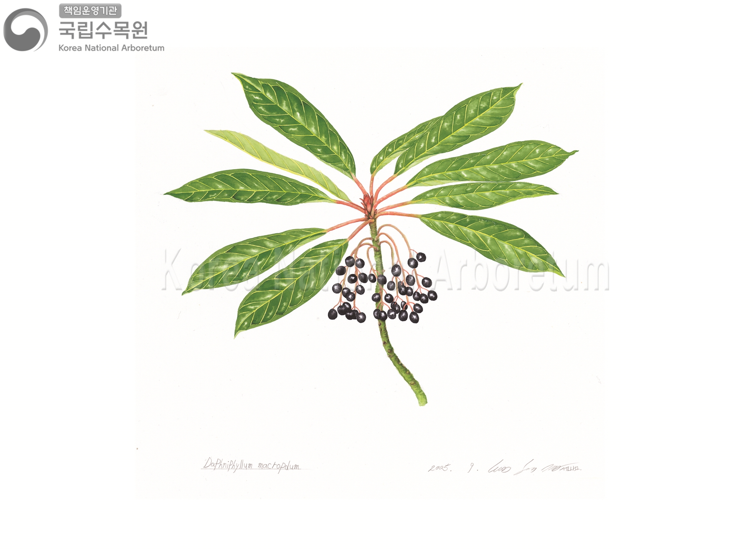 Plant Illustration Detailed View