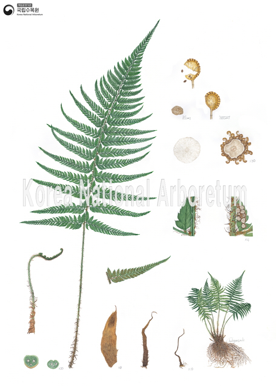 Plant Illustration Detailed View