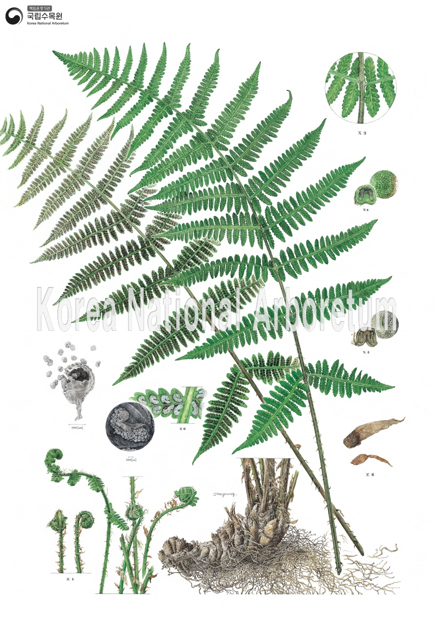 Plant Illustration Detailed View