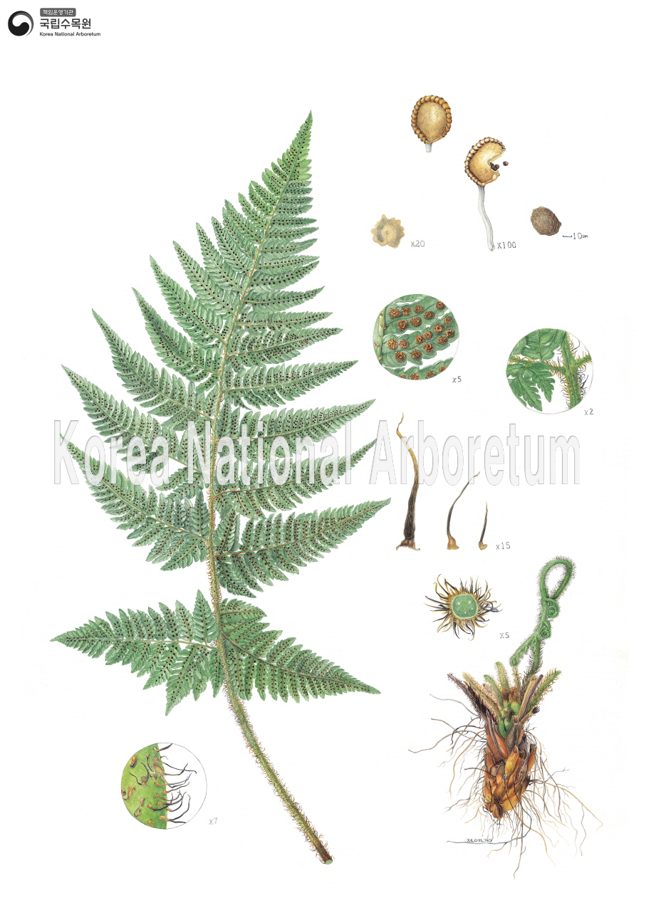 Plant Illustration Detailed View