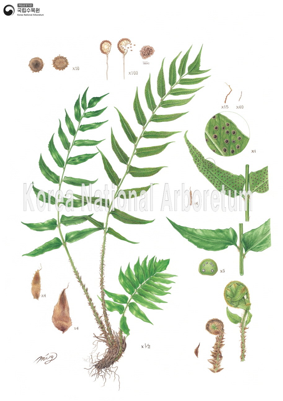 Plant Illustration Detailed View