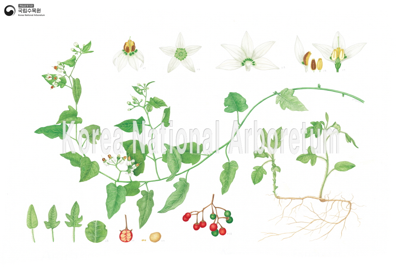 Plant Illustration Detailed View