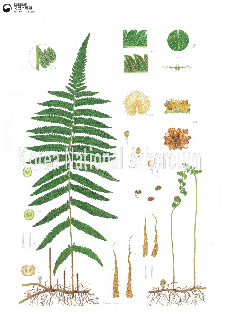 Plant Illustration Detailed View