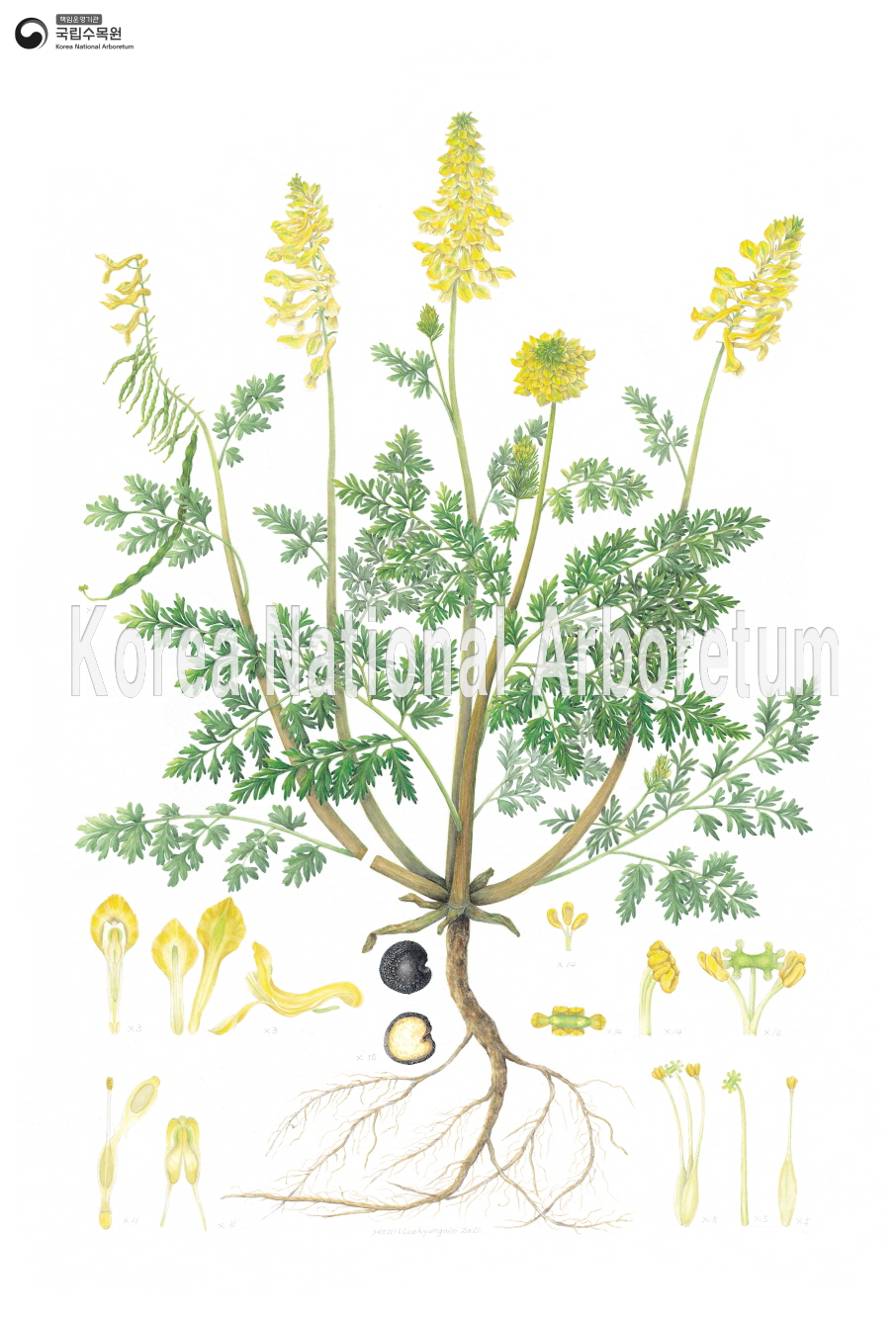 Plant Illustration Detailed View