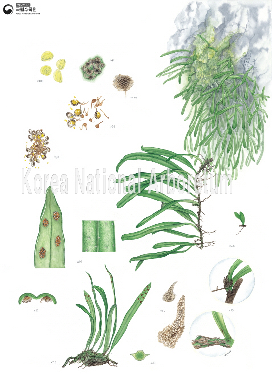 Plant Illustration Detailed View